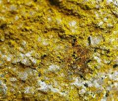 Chrysothrix insulizans