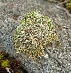 Cladonia strepsilis