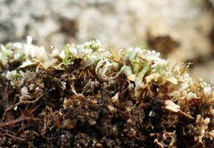 Cladonia strepsilis