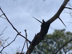 Crataegus spathulata