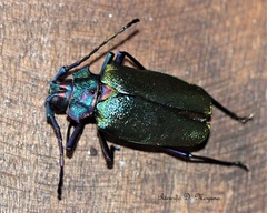 Pyrodes nitidus