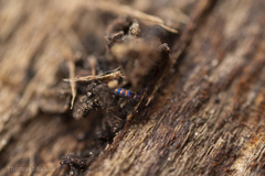 Lepidocyrtus fimicolus