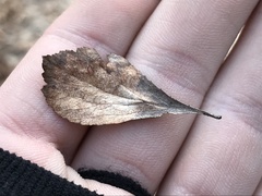Crataegus spathulata