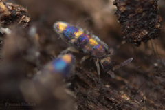 Lepidocyrtus fimicolus