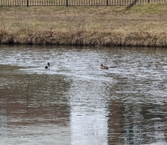 Anas platyrhynchos platyrhynchos