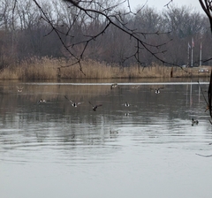 Anas platyrhynchos platyrhynchos