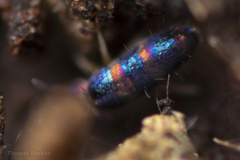 Lepidocyrtus fimicolus