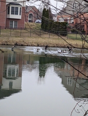 Branta canadensis maxima