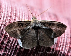 Hemeroblemma mexicana