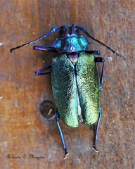 Pyrodes nitidus