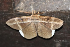 Hemeroblemma mexicana