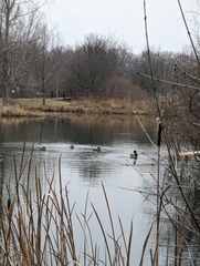 Anas platyrhynchos platyrhynchos