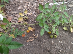 Solanum pimpinellifolium