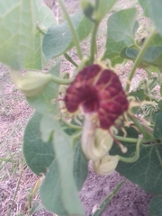 Aristolochia fimbriata