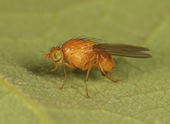 Sapromyzosoma quadripunctata