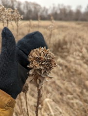 Rhopalomyia capitata