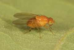Sapromyzosoma quadripunctata