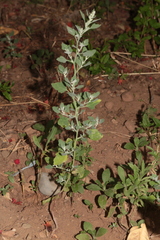 Chenopodium opulifolium image