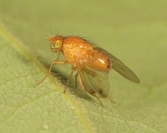 Sapromyzosoma quadripunctata