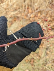 Rosa multiflora