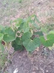 Aristolochia fimbriata