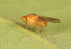 Sapromyzosoma quadripunctata