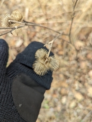 Arctium minus