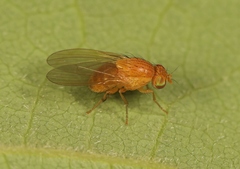 Sapromyzosoma quadripunctata