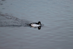 Bucephala clangula