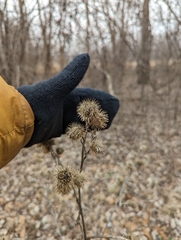 Arctium minus