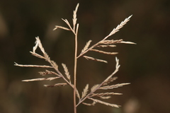 Catapodium rigidum subsp. majus image