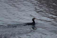 Phalacrocorax carbo sinensis
