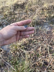 Rhynchospora inexpansa