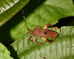 Melucha aculeata
