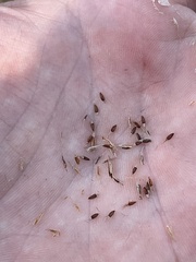 Rhynchospora inexpansa