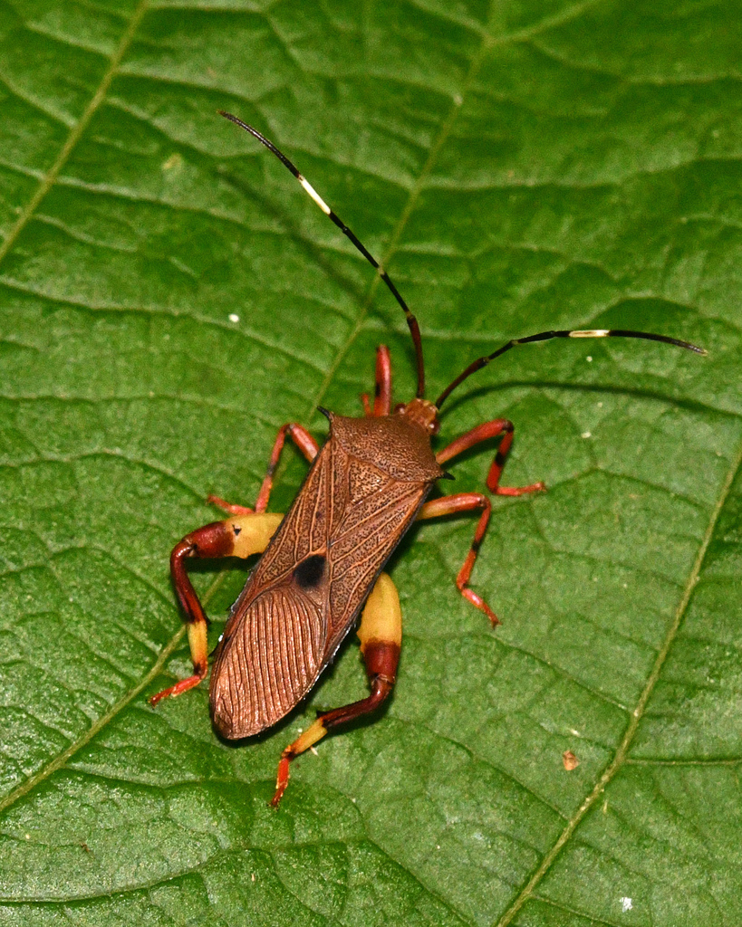 Melucha aculeata