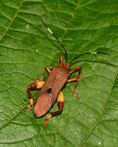 Melucha aculeata