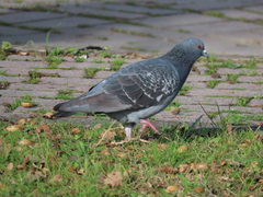 Columba livia domestica