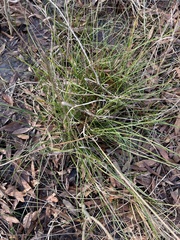 Rhynchospora inexpansa