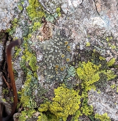 Caloplaca cerina