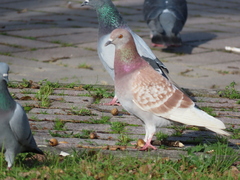 Columba livia domestica