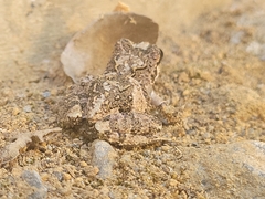 Batrachyla leptopus