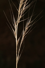 Festuca geniculata