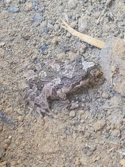 Batrachyla leptopus