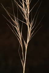 Festuca geniculata
