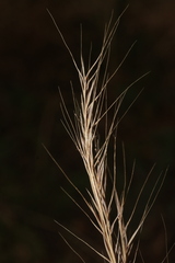 Festuca geniculata