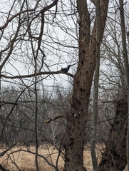 Sciurus carolinensis