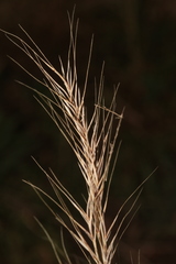 Festuca geniculata