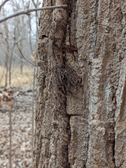 Toxicodendron radicans