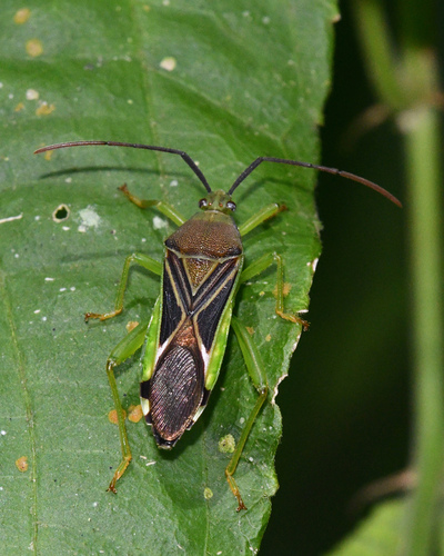 Quintius dentifer